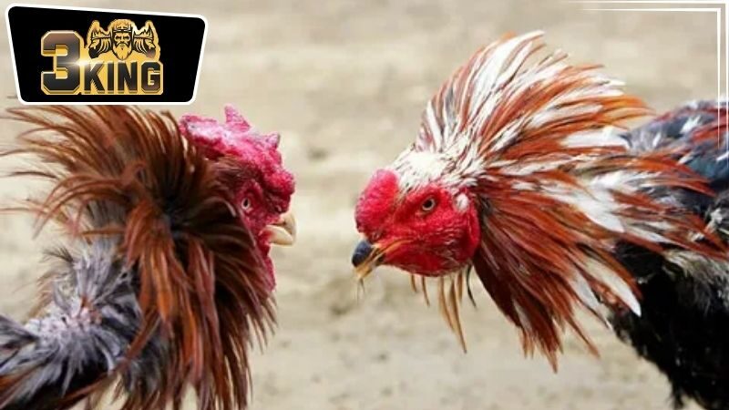 Cách tham gia cá cược tại nhà cái 3King đá gà 